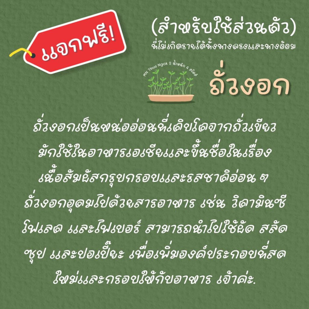 ถั่วงอก (MN Thua ngok)2