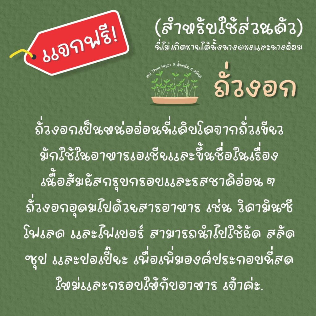 ถั่วงอก (MN Thua ngok)4